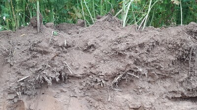 Auch bei Pflugfurche sollte das Stroh im Vorfeld möglichst gut eingearbeitet werden – ansonsten kommt es schnell zur Bildung von Strohmatten