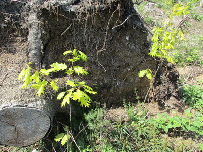 Im Windschatten des hochgeklappten Windwurfstucken konnten sich die neu gepflanzten Roteichen prima etablieren.