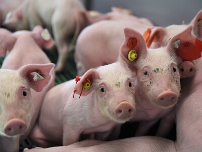 Erstmals hat die Landwirtschaftskammer Ferkel in die neue DigiSchwein-Ferkelaufzucht eingestallt.