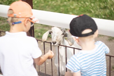 - © Ирина Атаманенко / pexels.com Kinder streicheln Tiere