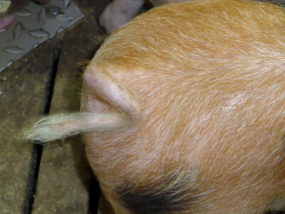 Ferkel mit Ringelschwanz