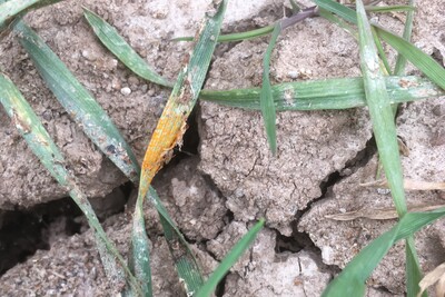 Frueher Gelbrostbefall in Triticale
