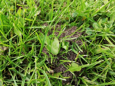 Ameisenh&uuml;gel im Rasen