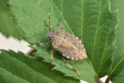 Marmorierte Baumwanze