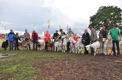 Ia Siegertiere der beteiligten Ziegenrassen