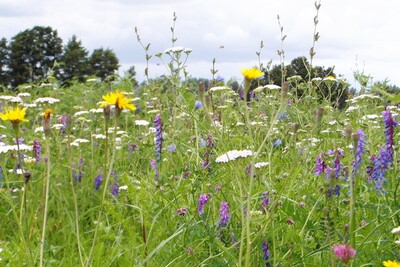 Artenreiches Grasland in farbenprächtiger Blüte