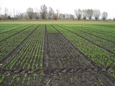 Winterroggen sollte eine Mindest-Keimfähigkeit von 85 % haben. Hier ausgesät mit als SVK-Probe mit 44 % Keimfähigkeit. - © Norbert Steinbart, LELF - © Norbert Steinbart, LELF Winterroggen sollte eine Mindest-Keimfähigkeit von 85 % haben. Hier ausgesät mit als SVK-Probe mit 44 % Keimfähigkeit.