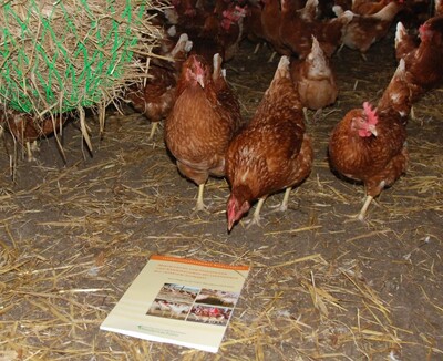 Veröffentlichung Leitfaden Legehenne