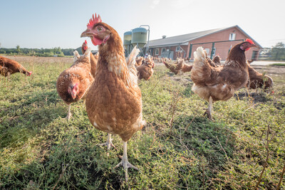 Legehennen-Hof von Marita und Jens Wemken in Wiefelstede (Kreis Ammerland). - © Wolfgang Ehrecke Legehennen-Hof von Marita und Jens Wemken in Wiefelstede (Kreis Ammerland).