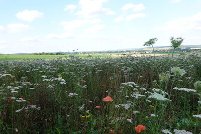 Biotop- und Artenschutz - © Martina Diehl Biotop- und Artenschutz