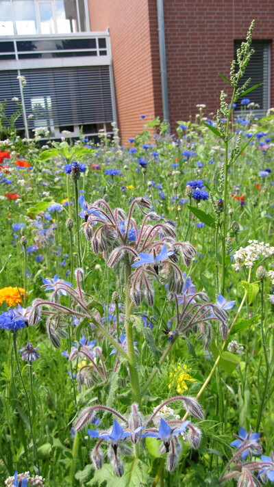 Detailaufnahme von der neuen Bl&uuml;hfl&auml;che in Braunschweig