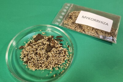Mykorrhiza-Pilze als Bodenhilfsstoff - © Nadja Krause Mykorrhiza-Pilze als Bodenhilfsstoffe
