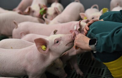 Erstmals hat die Landwirtschaftskammer Ferkel in die neue DigiSchwein-Ferkelaufzucht eingestallt.