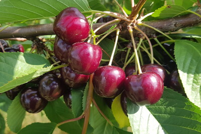 Dieses Jahr hat in Niedersachsen die Kirschernte wiederum fr&uuml;her als &uuml;blich begonnen. Sp&auml;tere Sorten wie diese &bdquo;Kir Vulcano&reg;&ldquo; schlie&szlig;en derzeit an den B&auml;umen den Reifeprozess ab.