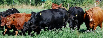 Eine Person in Arbeitskleidung geht neben einer Gruppe von K&uuml;hen auf einer gr&uuml;nen Wiese, im Hintergrund B&auml;ume und ein Traktor.