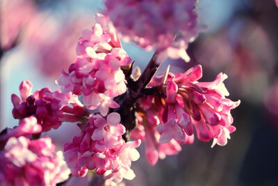 Winterschneeball – Viburnum x bodnantense 'Dawn'