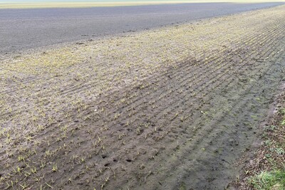 Getreide auf Überflutungsfläche - © LWK Niedersachsen Getreide auf Überflutungsfläche