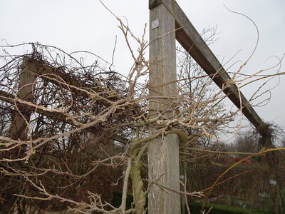 ungeschnittener Blauregen (Wisteria) mit langen Peitschentrieben