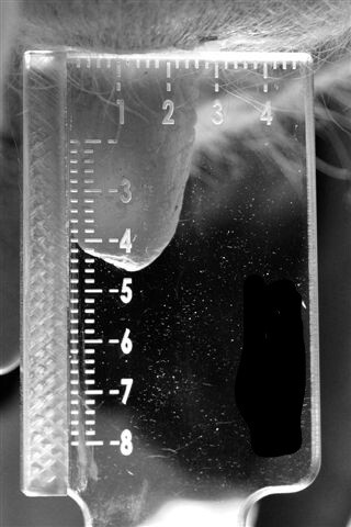 Beispiel für eine Zitzenvermessungslehre - © Dr. Michael Hubal Beispiel für eine Zitzenvermessungslehre