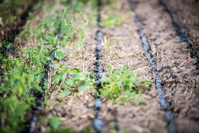 Aktuelle Technik f&uuml;r Transport und Ausbringen von Wirtschaftsd&uuml;ngern im praktischen Feldeinsatz beobachteten rund 1.200 Besucherinnen und Besucher bei der Maschinenvorf&uuml;hrung am 06.09.2018 in Nortrup (Osnabr&uuml;ck).