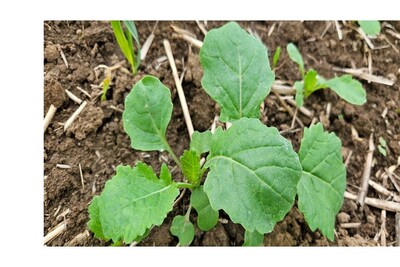 Wachstumsregler Raps