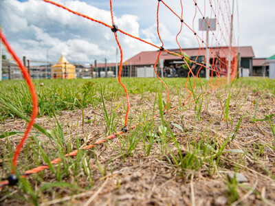 Anl&auml;sslich des 2. Echemer Zauntags am 04.06.2026 wurde die Musterzaunanlage der LWK um Versuche mit Untersaaten erweitert, die den Pflegeaufwand an den Weidez&auml;unen reduzieren sollen. 