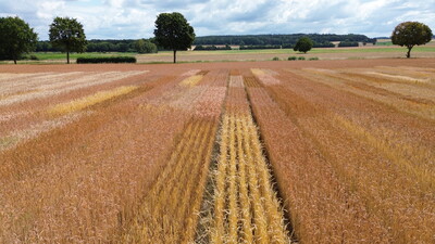 Öko-Landessortenversuche 2025 - © Volker Graß /media/media/FB7D2822-E500-6067-6D1745A5BB6DF8F4.JPG