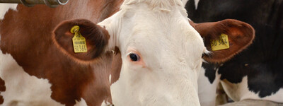 - © Andreas Teichler Bilder einer Ausbildung zum Landwirt