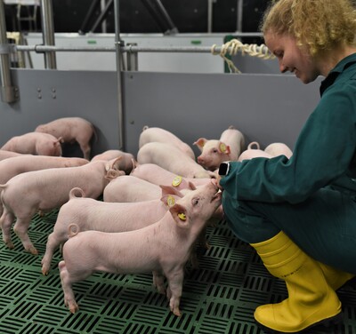 Erstmals hat die Landwirtschaftskammer Ferkel in die neue DigiSchwein-Ferkelaufzucht eingestallt.