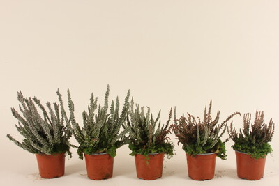 Calluna vulgaris ꞌZillyꞌ im Versuch zu den Effekten von verschiedenen Substraten auf den Phytophthora-Befall. Bonitur zu den Schäden (Noten von 1 gesund bis 5 tot) (1. Boniturnote 1 gesund, 2. Boniturnote 2: leichte Symptome, 3. Boniturnote 3: mittlere Smyptome, 4. Boniturnote 4: starke Symptome, 5. Boniturnote 5: tot) - © Maren Hantelmann Calluna Zilly Phytophthoraversuch