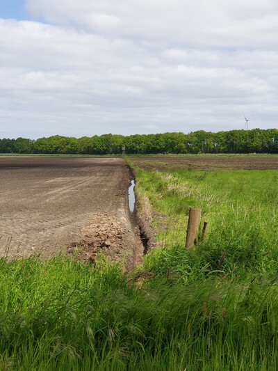 Intensive Landwirtschaft auf Moorb&ouml;den