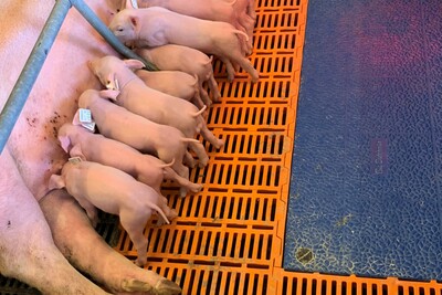 Säugende Ferkel - © Vanessa Bohlsen Eine Sau liegt auf Spaltenboden in einem Abteil, während elf Ferkel bei ihr trinken.