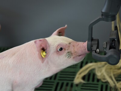 Erstmals hat die Landwirtschaftskammer Ferkel in die neue DigiSchwein-Ferkelaufzucht eingestallt.