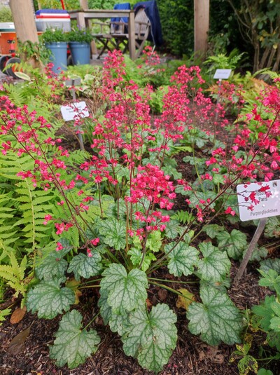 Purpurglöckchen (Heuchera) für den Schattengarten - © Nadja Krause Purpurglöckchen bringen Farbe durch Blüte und Blattstruktur in schattige Bereiche
