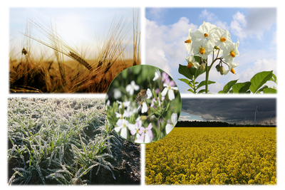 Vielfalt auf dem Acker - © Vera Bruns Vielfalt auf dem Acker