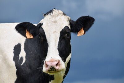 Zweite Variante des Shamonda-Virus in Deutschland nachgewiesen