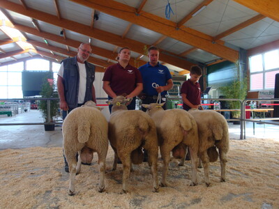 Schwarzk&ouml;pfige Fleischschafe