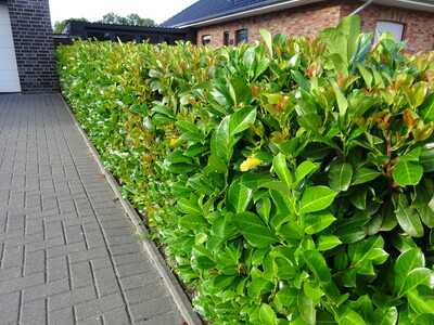Wird Kirschlorbeer - hier die Sorte Etna - beispielsweise als Hecke so stark geschnitten, dass er weder Blüten noch Früchte ansetzt, ist seine Eigenschaft, sich ungewollt zu vermehren, zu vernachlässigen. - © Anke Müller Wird Kirschlorbeer - hier die Sorte Etna - beispielsweise als Hecke so stark geschnitten, dass er weder Blüten noch Früchte ansetzt, ist seine Eigenschaft, sich ungewollt zu vermehren, zu vernachlässigen.