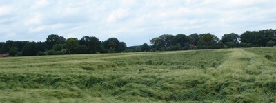 - © Lüder Cordes Getreidefeld