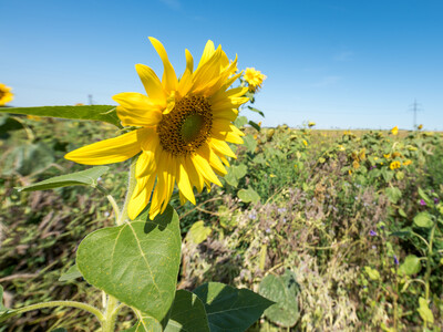 Vorstellung einer Fläche speziell für den Rebhuhnschutz nahe des Wolfenbütteler Ortsteils Leinde. Derartige Projekte werden im Zuge des Natur- und Artenschutzbündnisses „Der Niedersächsische Weg“ vermehrt umgesetzt. - © Wolfgang Ehrecke Vorstellung einer Fläche speziell für den Rebhuhnschutz nahe des Wolfenbütteler Ortsteils Leinde. Derartige Projekte werden im Zuge des Natur- und Artenschutzbündnisses „Der Niedersächsische Weg“ vermehrt umgesetzt.