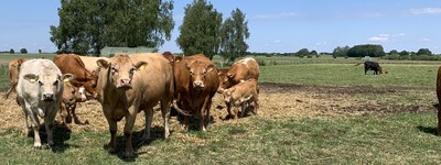 Eine Gruppe von K&uuml;hen steht auf einer Wiese, im Hintergrund sind B&auml;ume und ein blauer Himmel zu sehen.