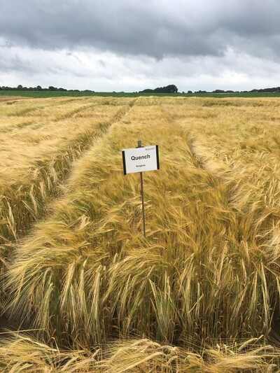 LSV Braugerste - © Carsten Rieckmann LSV Braugerste