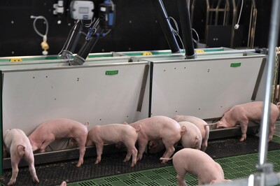 Erstmals hat die Landwirtschaftskammer Ferkel in die neue DigiSchwein-Ferkelaufzucht eingestallt.