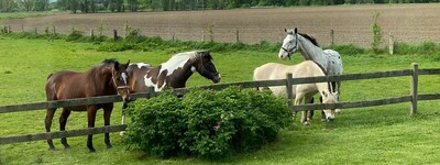 Pferde auf der Weide