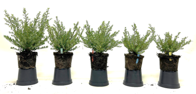 Ilex crenata 'Glorie Gem' in verschiedenen Substratausgangsstoffen mit unpassenden pH-Werten, Kontrolle links in 100 Vol.-% Torf ohne Kalk