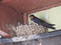 Rauchschwalbe im Nest