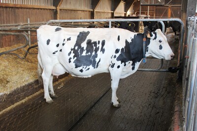 Die leistungsstarke und erfolgreiche Kuh Benzouka