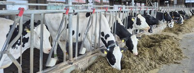 Rinderhaltung in Niedersachsen zukünftig nur noch in Ställen mit freier Bewegungsmöglichkeit - © Jana Bolduan Milchviehstall LBZ Echem