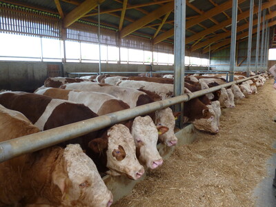 Bullen - © Heidi Meine-Schwenker Bullen