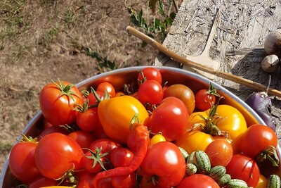 Tomatenvielfalt - © Kornelia Stock Tomatenvielfalt